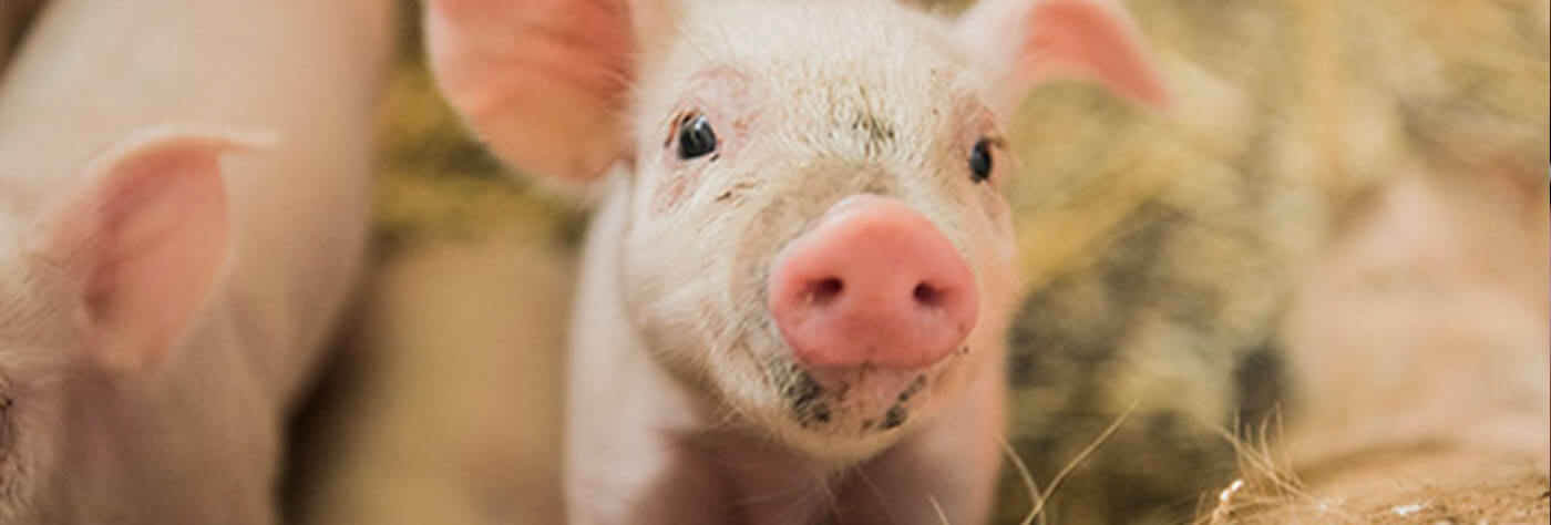 Solarbetriebenes glückliches zuwinkendes winkendes Schwein für 